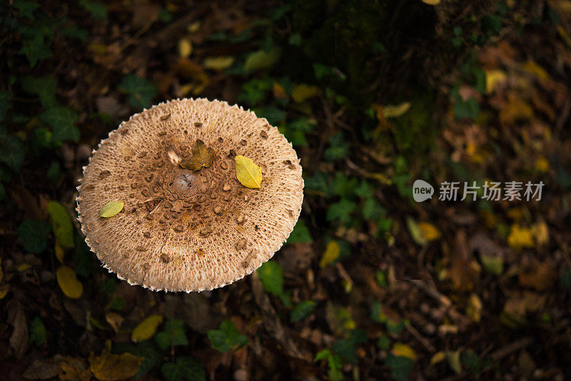 阳伞菇(Macrolepiota procera)